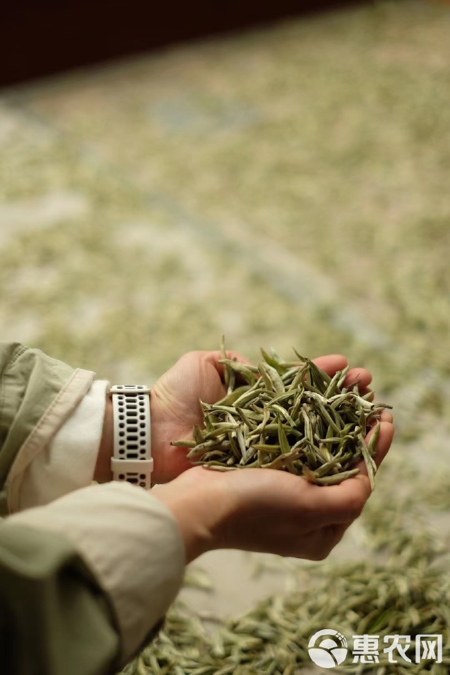 绿茶   单芽普洱茶