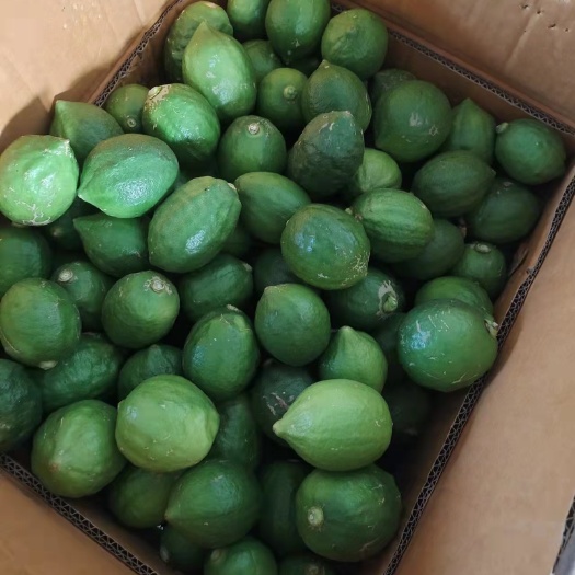 灵山县香水柠檬 广东香水无籽柠檬