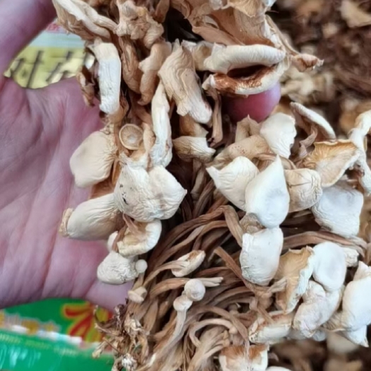 成都广昌5号茶树菇 茶树菇，茶树菇！一件40斤支持