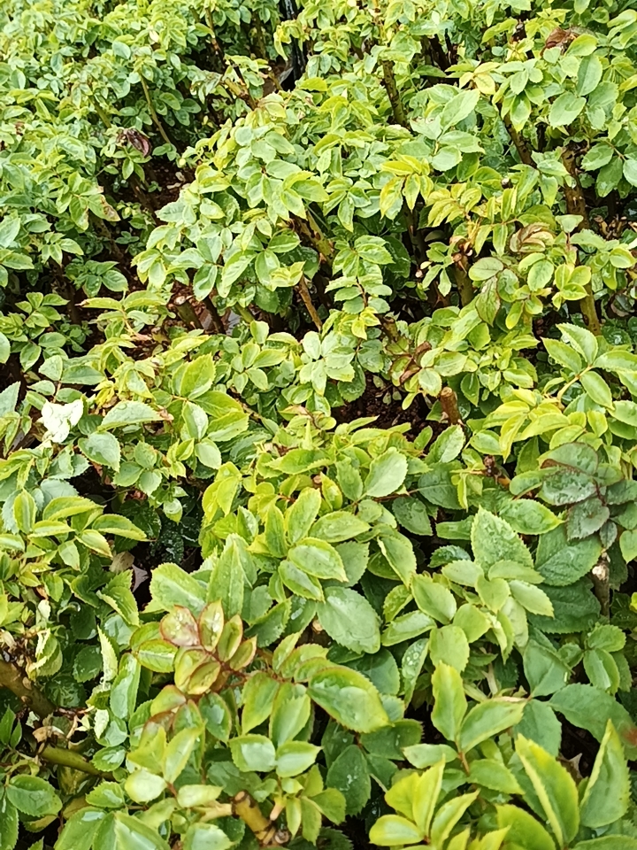 法国墨红玫瑰花苗 食用玫瑰花