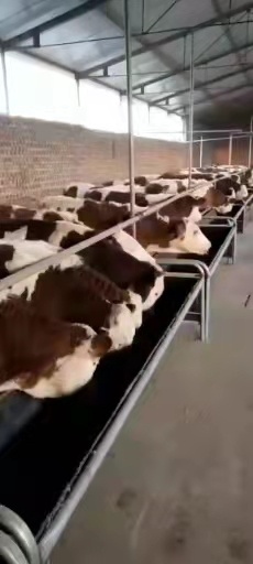 和林县大小肉牛西门塔尔夏洛来