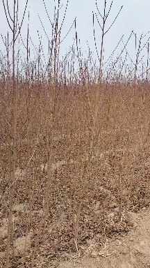 武邑县 一年生毛桃苗，地径1公分左右，高度1米七左右，价格6毛钱1棵
