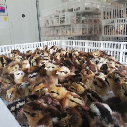 昆明 黑瑶鸡苗厂家直销质量保证！