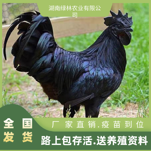 衡阳县五黑鸡苗 五黑一绿鸡苗黑羽高产鸡苗湘黄土鸡苗绿壳蛋鸡苗