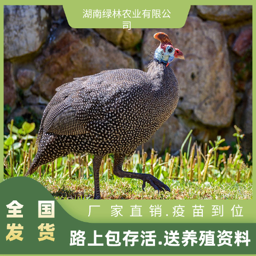 衡阳县珍珠鸡苗贵妃鸡苗鹊山鸡苗土鸡苗绿壳蛋鸡苗芦花鸡厂家直销疫苗