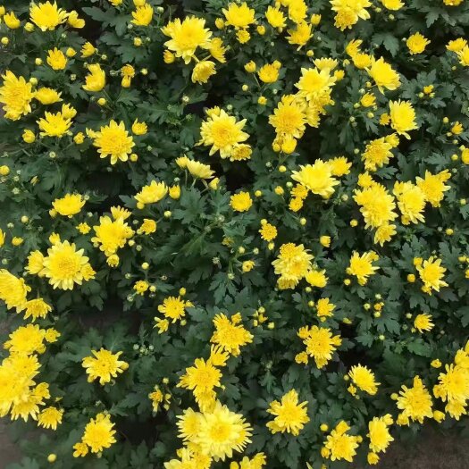 广州 菊花盆栽时花 清明节必备鲜花盆栽基地直销
