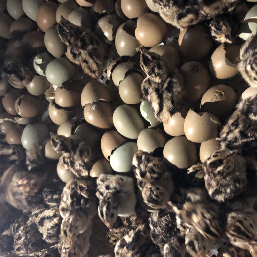 昆明 七彩山鸡苗/厂家直销/质量保证