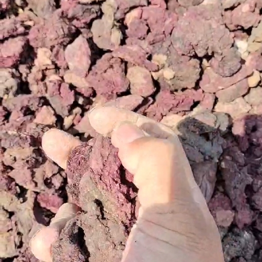 石家庄 紫薯渣，适合牛羊马猪，价格便宜。