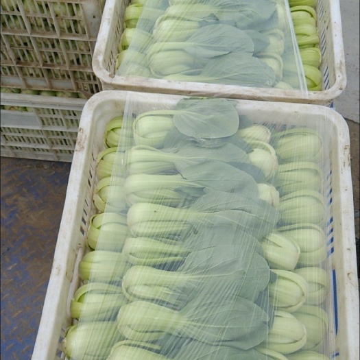 大同上海青 北方中颗油菜，油菜基地，中颗油菜，全国各地发