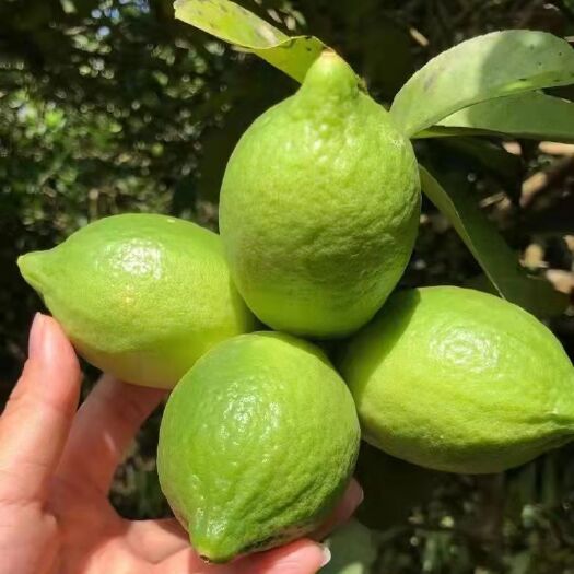 广州 广东香水柠檬