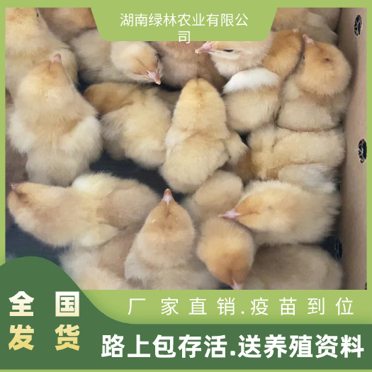 衡阳县湘黄土鸡苗土鸡苗三黄疫苗已打厂家直销