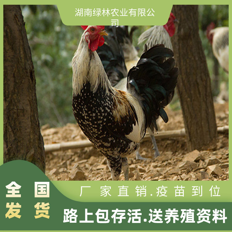 衡阳县鹊山鸡苗土鸡苗贵妃鸡苗绿壳蛋鸡苗