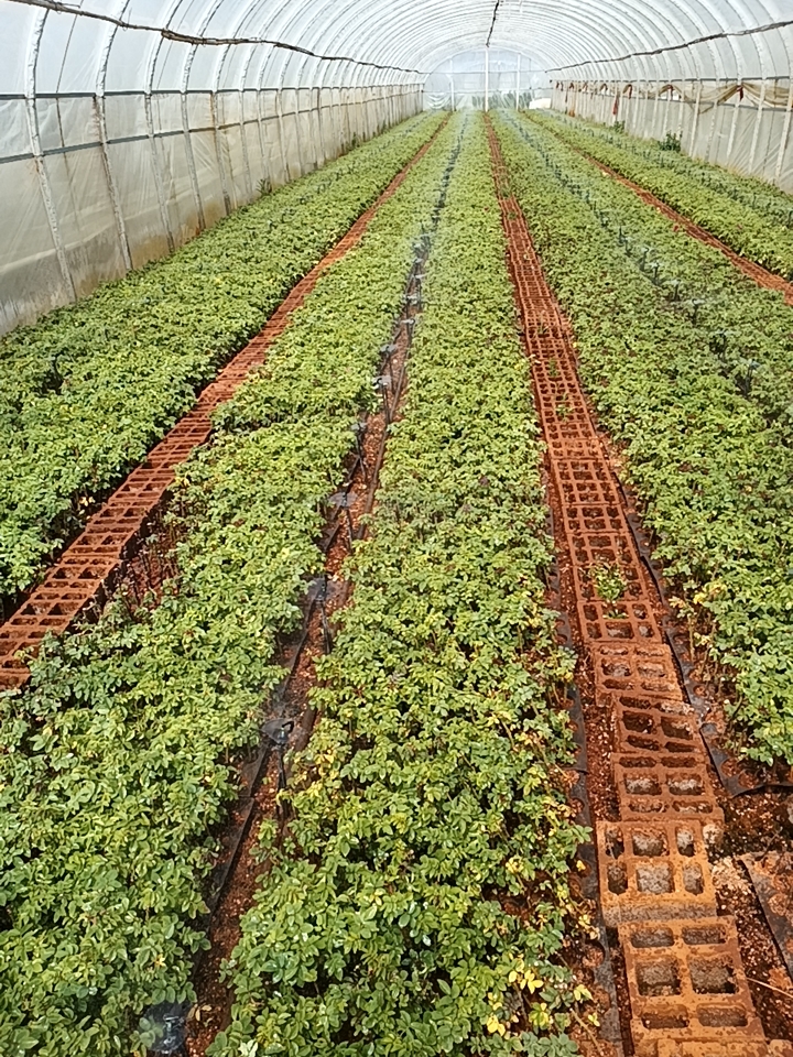 法国墨红玫瑰花苗 食用玫瑰花