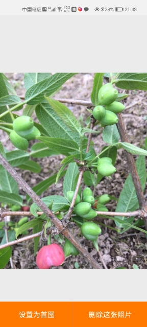 杈杷果苗  相思果、杈杷果树苗、无核樱桃、苦糖果树苗