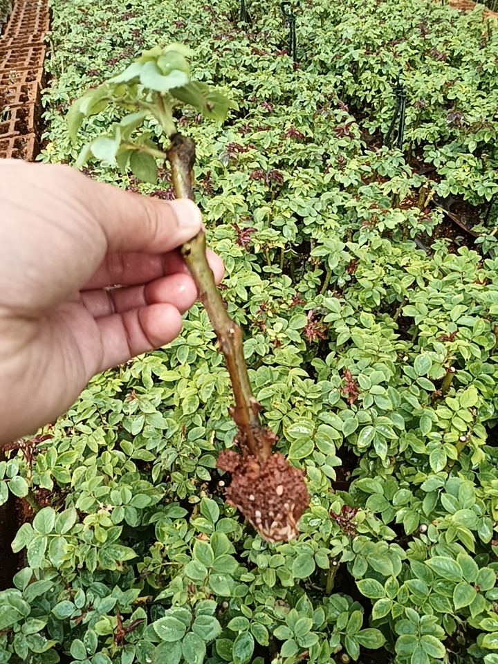 法国墨红玫瑰花苗 食用玫瑰花