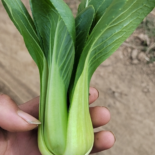 商丘上海青 油菜