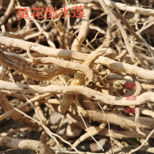 云县云南产地 黄花倒水莲 产地一手货源