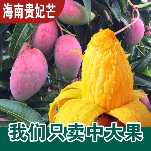 耒阳市 海南贵妃芒大芒果当季新鲜水果现摘整箱树上熟