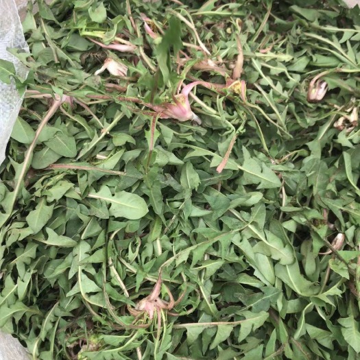 商丘蒲公英菜 新鲜蒲公英