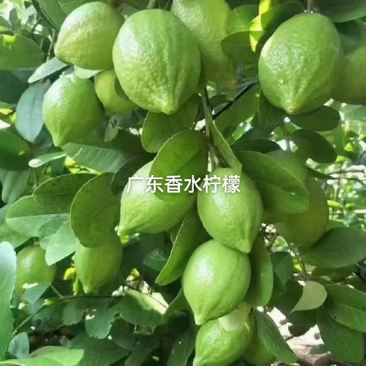 灵山县广东香水无籽柠檬扦插苗嫁接苗产量高四季开花结果
