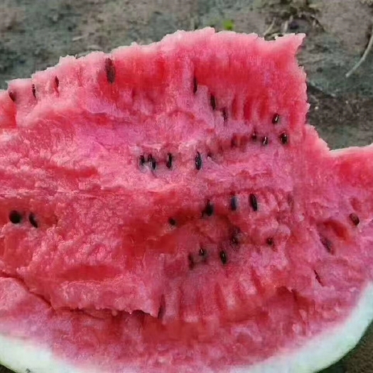 砀山县8424西瓜 西瓜