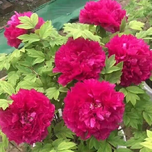 洛阳观赏牡丹 基地直销洛阳牡丹花苗