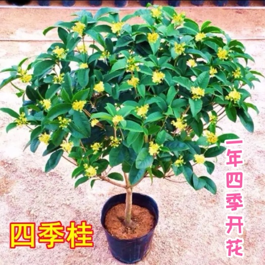 自产自销四季桂四季桂苗盆栽四季桂一年四季开花【批发价包邮】