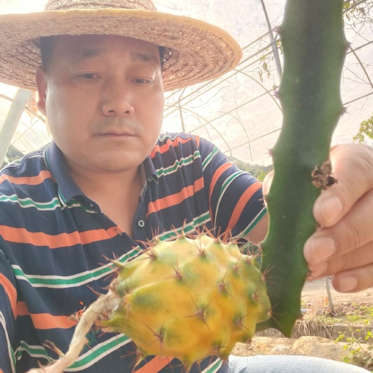 景洪市燕窝火龙果苗 厄瓜多尔燕窝果苗