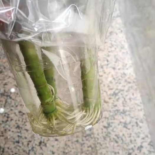 广州观音竹湛江基地直销网红绿植盆栽