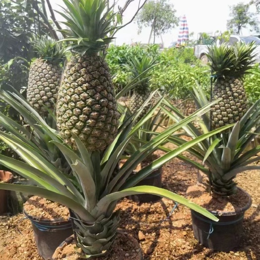  凤梨地菠萝苗