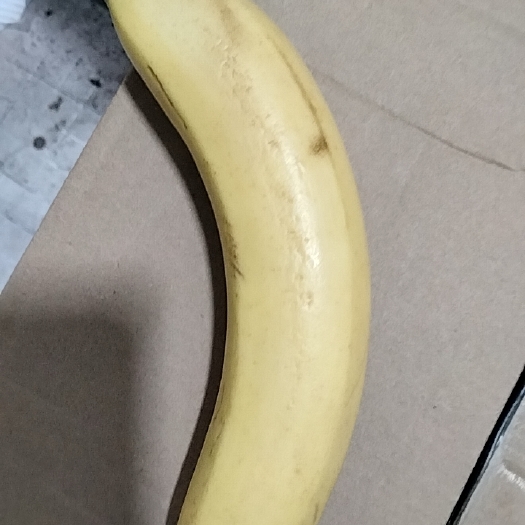 嘉兴小米蕉 单根超甜香蕉