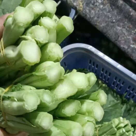 温县上海青  蔬菜叫绿萝春