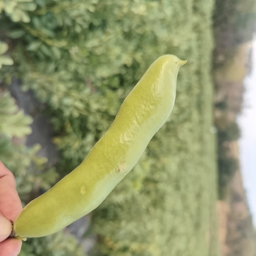 双江县 新鲜蚕豆，货多量大，批发！