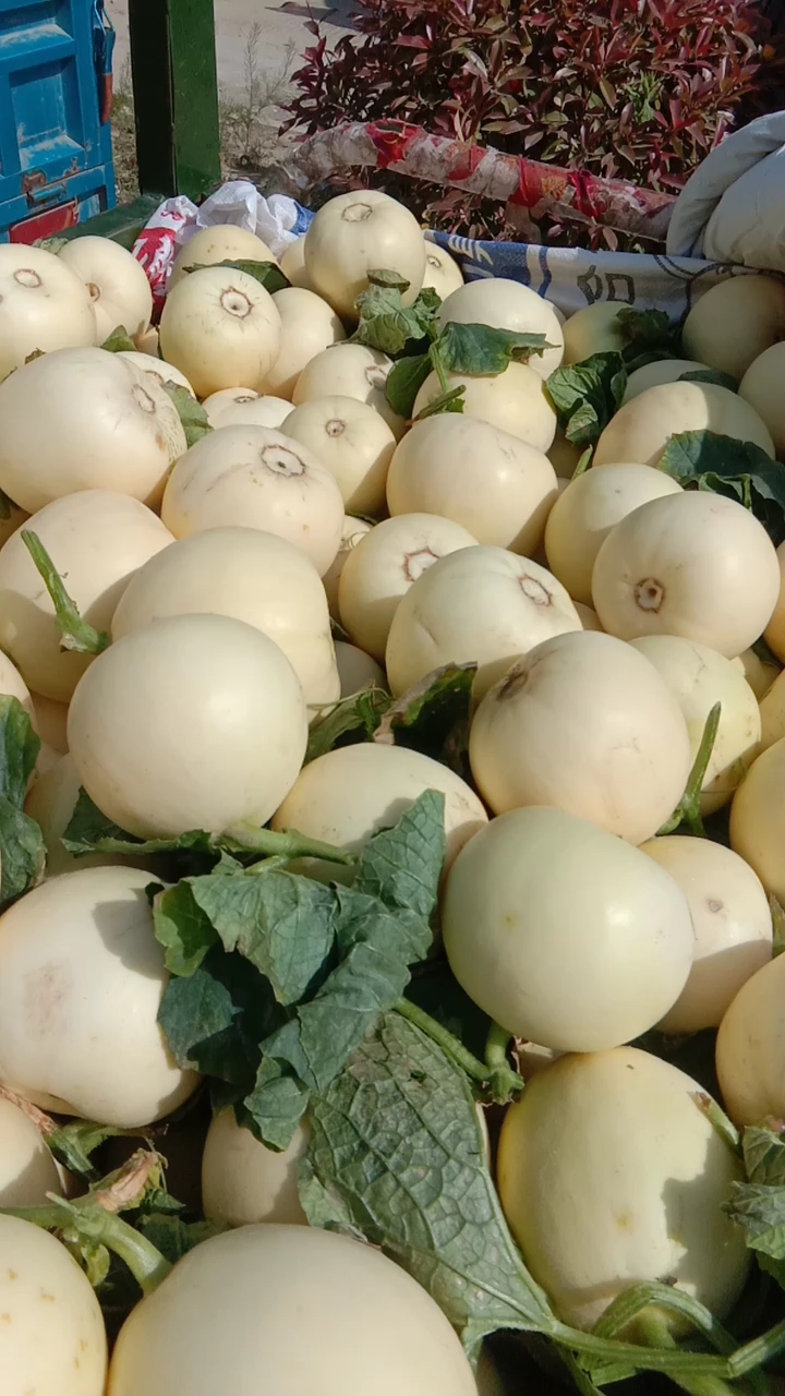 伊丽莎白甜瓜
