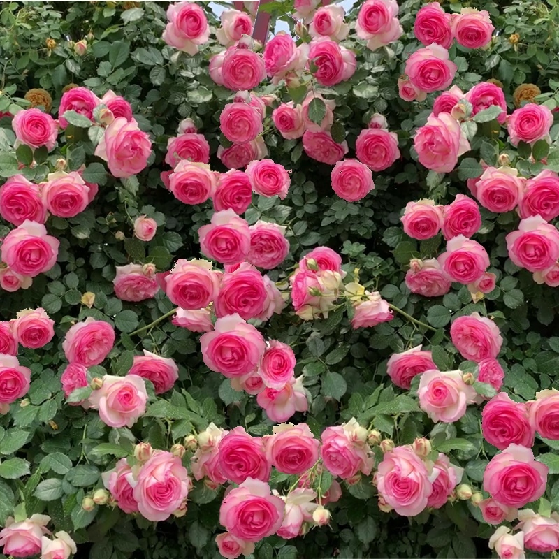 藤本月季花苗爬藤植物蔷薇花苗四季开花室外阳台庭院花卉植物