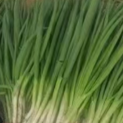 汕头小葱 日本分茬子葱