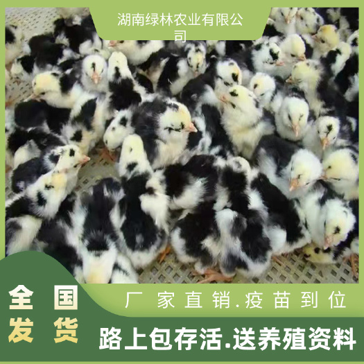 衡阳县贵妃鸡苗珍禽苗鹊山鸡苗肉质细嫩疫苗齐全