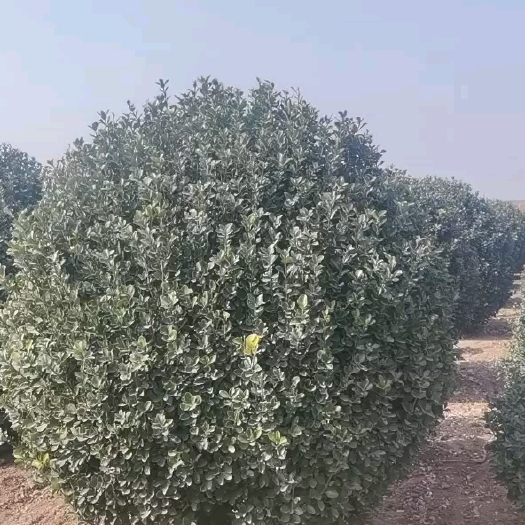 招远市大叶冬青 大叶黄杨球
