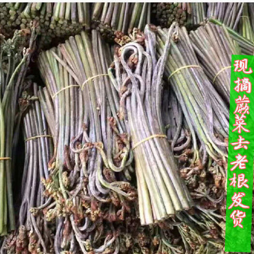 会同县蕨菜 湖南省怀化市会同县 鲜货 