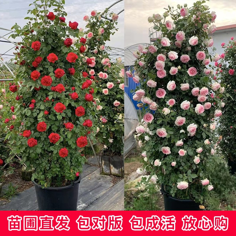 藤本月季 爬藤月季木架发货蔷薇花苗藤本特大花庭院植物四季开花