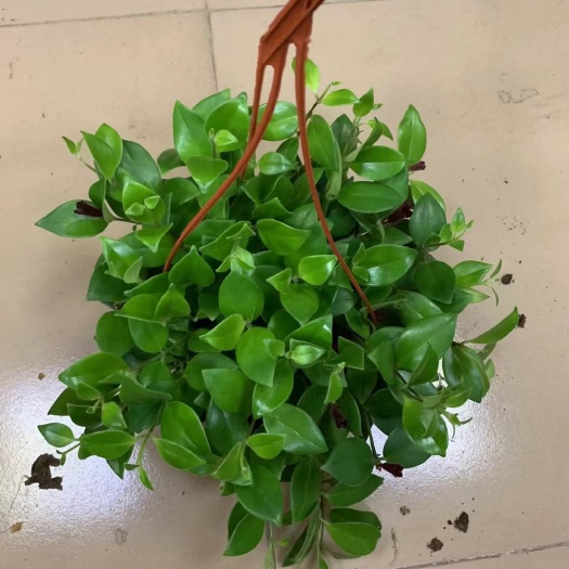  口红花180盆