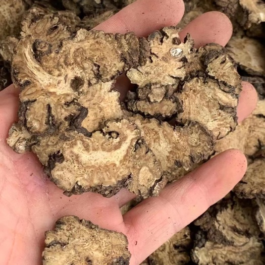 玉林长期供应｛川芎｝可批量可零售量大从优【包邮】
