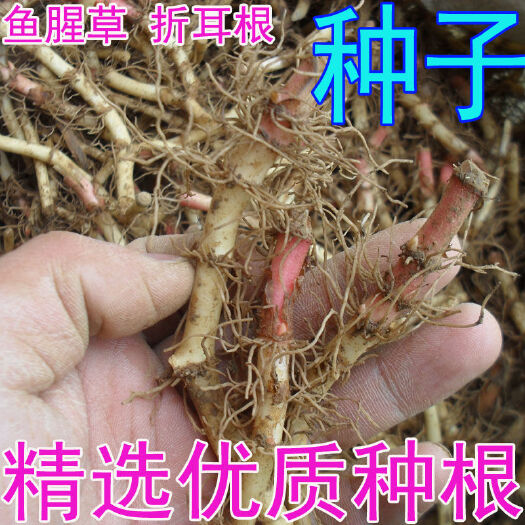长宁县鱼腥草 折耳根种根