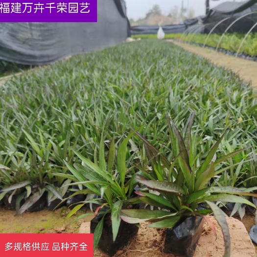漳浦县20公分蓝花莉 袋苗兰花莉 基地直销 蓝花莉批发