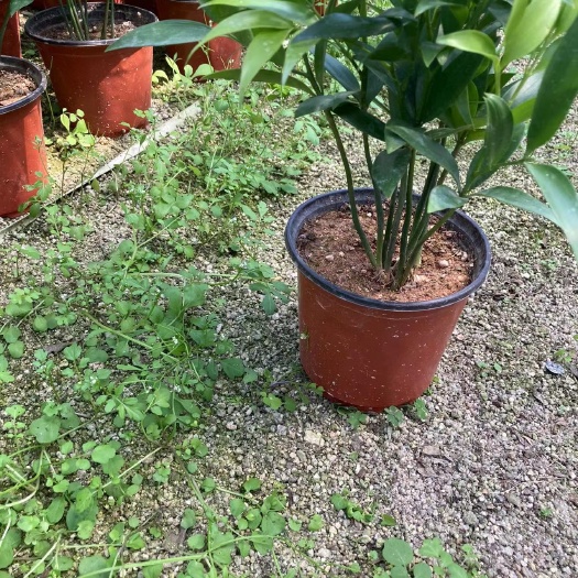 漳平市长叶竹柏 竹柏盆栽植物  自产自销 大量有货