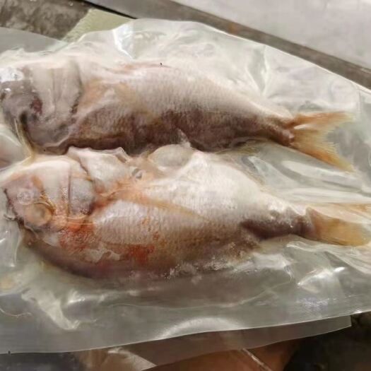 广州红鲷鱼 红䲞鱼