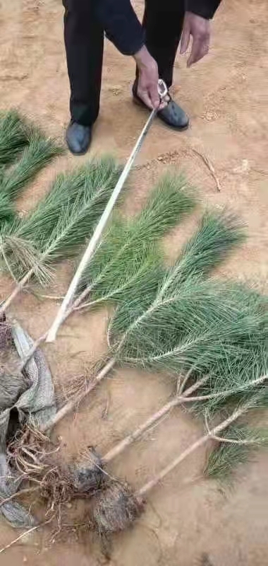 甘肃云杉 甘肃产地直发云杉，油松，柳树