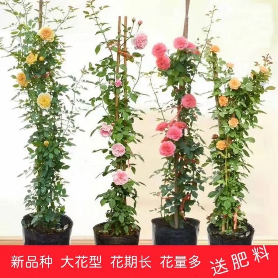 藤本月季 爬藤月季木架发货蔷薇花苗藤本特大花庭院植物四季开花