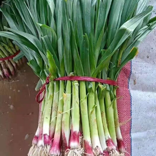 丰县 大量供应红根蒜苗