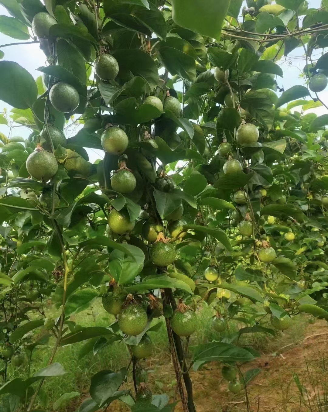 黄金百香果苗 钦蜜九号嫁接苗，叶色青秀，拖病毒苗，全是大型母